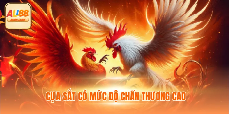 Đá Gà Tre Thú Vị Thế Nào? Tổng Hợp Thông Tin Cùng AU88 3 Cựa sắt tạo đòn đánh sát thương cao