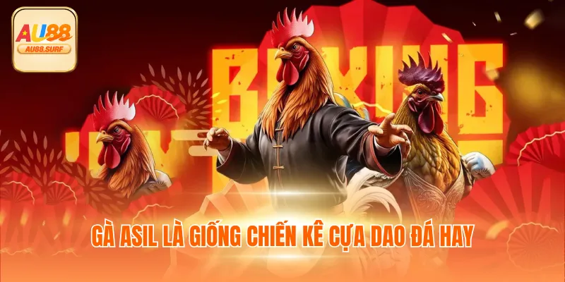 Đá Gà Cựa Dao - Xem Trực Tiếp Chọi Gà Bên Cam Tại Au88 3 Gà Asil là giống chiến kê cựa dao đá hay