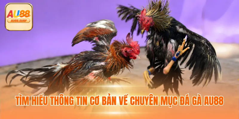 Đá Gà AU88 - Chuyên Mục Giải Trí Tỷ Lệ Cược Đa Dạng 2 Tìm hiểu thông tin cơ bản về chuyên mục đá gà AU88