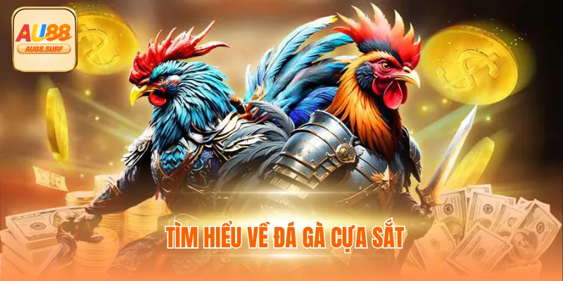 Đá Gà Cựa Sắt - Xem Trực Tiếp C1 Thomo Tại Au88 Mỗi Ngày 2 Tìm hiểu về đá gà cựa sắt