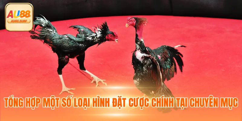 Đá Gà AU88 - Chuyên Mục Giải Trí Tỷ Lệ Cược Đa Dạng 3 Tổng hợp một số loại hình đặt cược chính tại chuyên mục