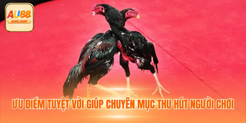 Đá Gà AU88 - Chuyên Mục Giải Trí Tỷ Lệ Cược Đa Dạng 4 Ưu điểm tuyệt vời giúp chuyên mục thu hút người chơi