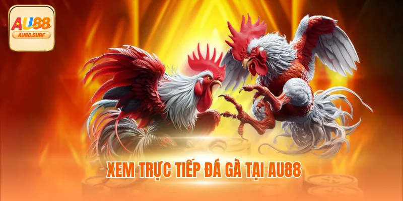 Đá Gà Cựa Sắt - Xem Trực Tiếp C1 Thomo Tại Au88 Mỗi Ngày 3 Xem trực tiếp đá gà tại AU88