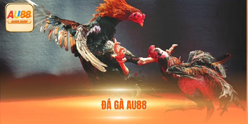 Đá Gà AU88 - Chuyên Mục Giải Trí Tỷ Lệ Cược Đa Dạng 1 Đá Gà AU88 - Chuyên Mục Giải Trí Tỷ Lệ Cược Đa Dạng